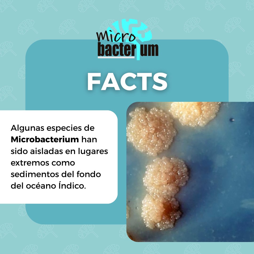 Microbacterium - Sí: se han encontrado especies de Microbacterium ...