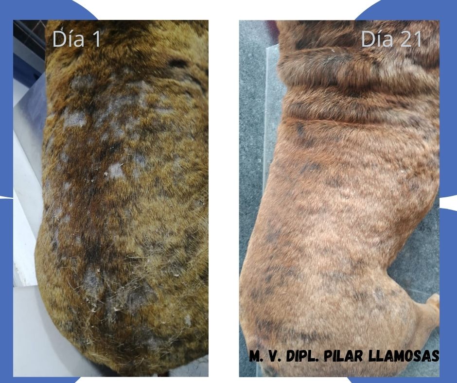 Las piodermias... - Mapi Llamosas Dermatologia Veterinaria