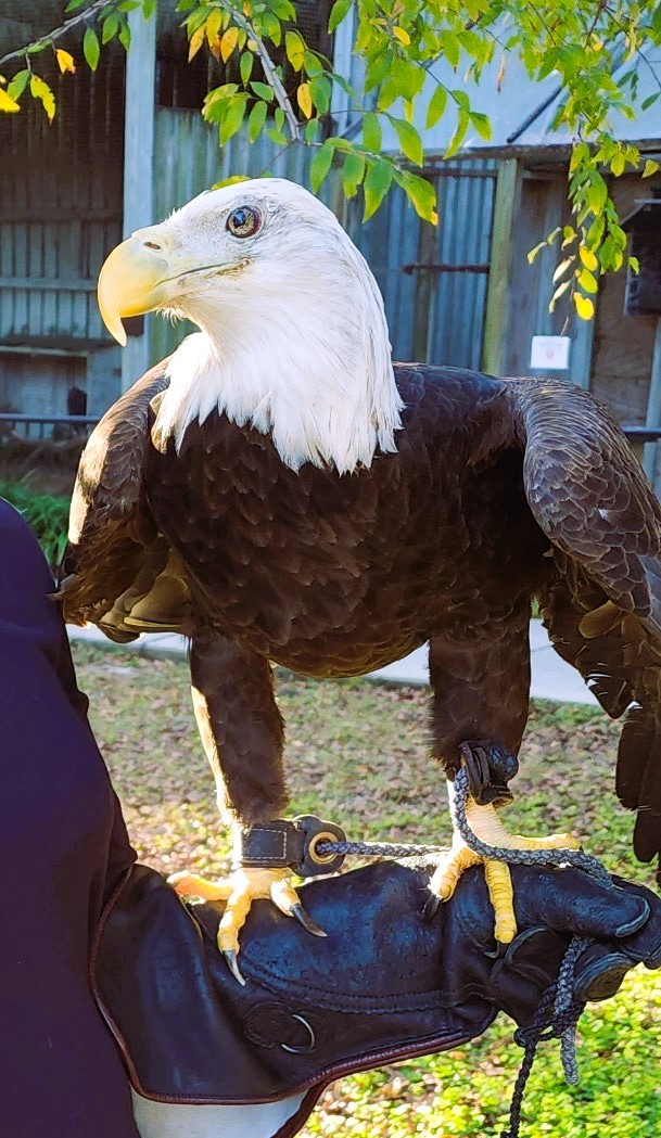 Tampa Bay Raptor Rescue & Sanctuary | Clearwater FL