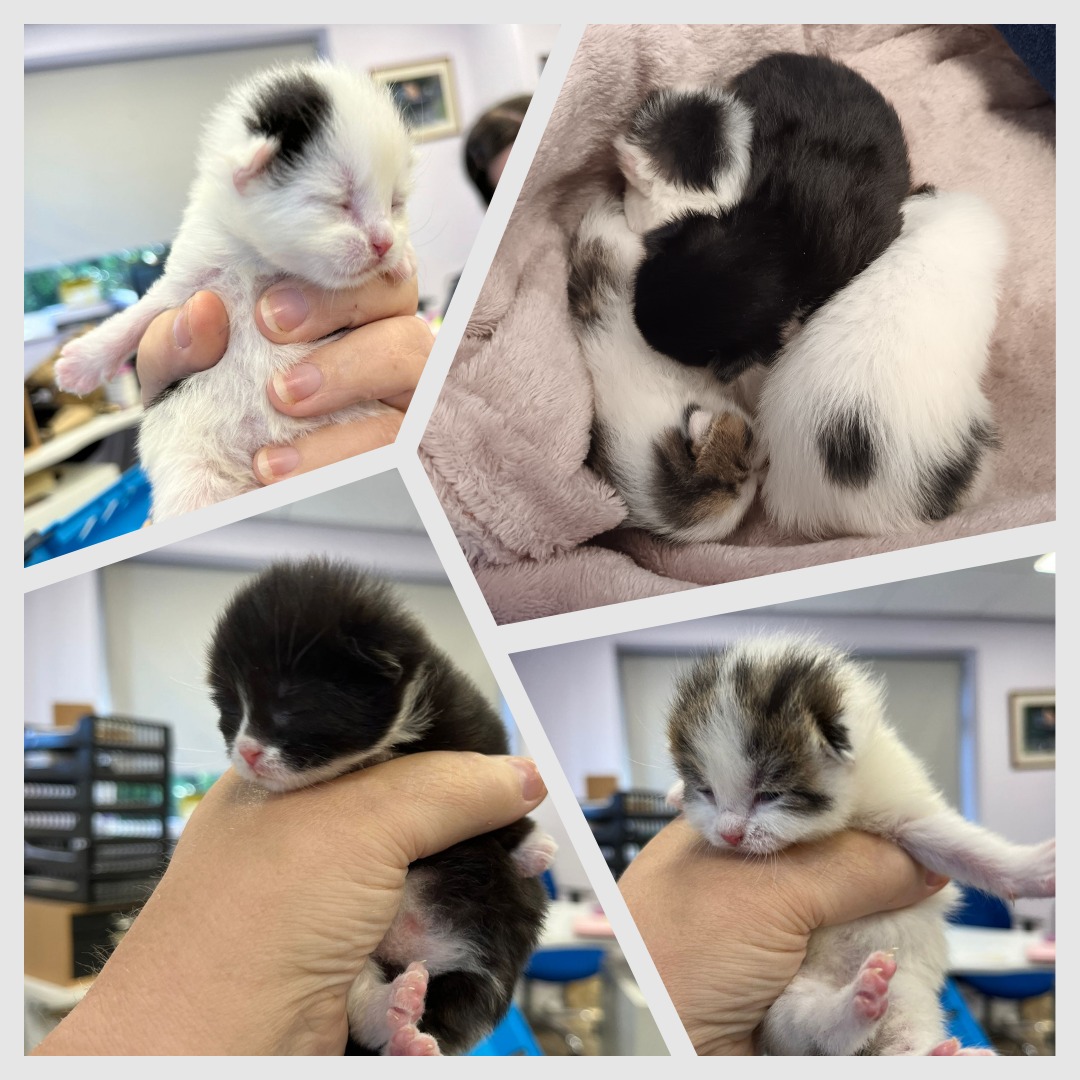 Society - 🐾 Kitten Milk & Cotton Wool Appeal 🐾 On Friday, four tiny ...