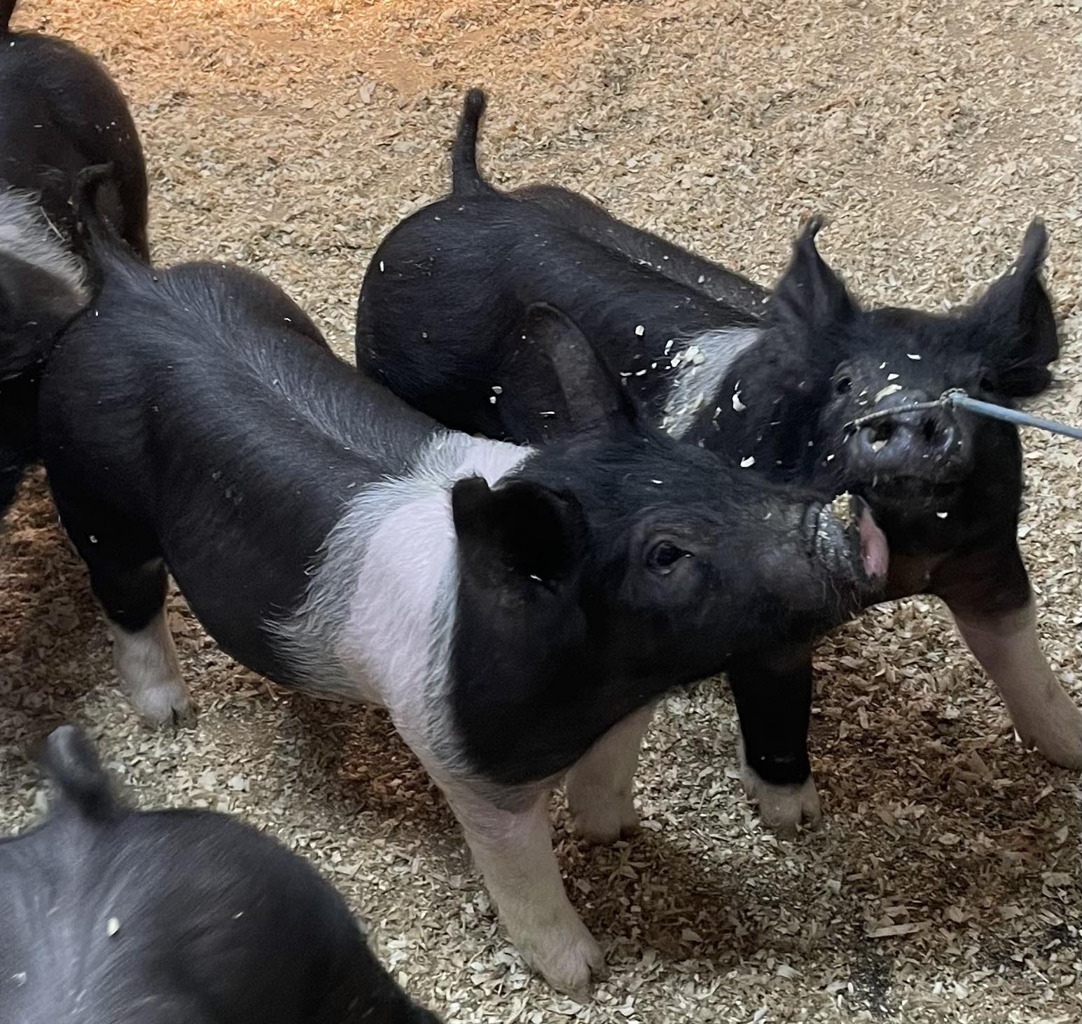 Willamette Show Pigs added a new photo. - Willamette Show Pigs