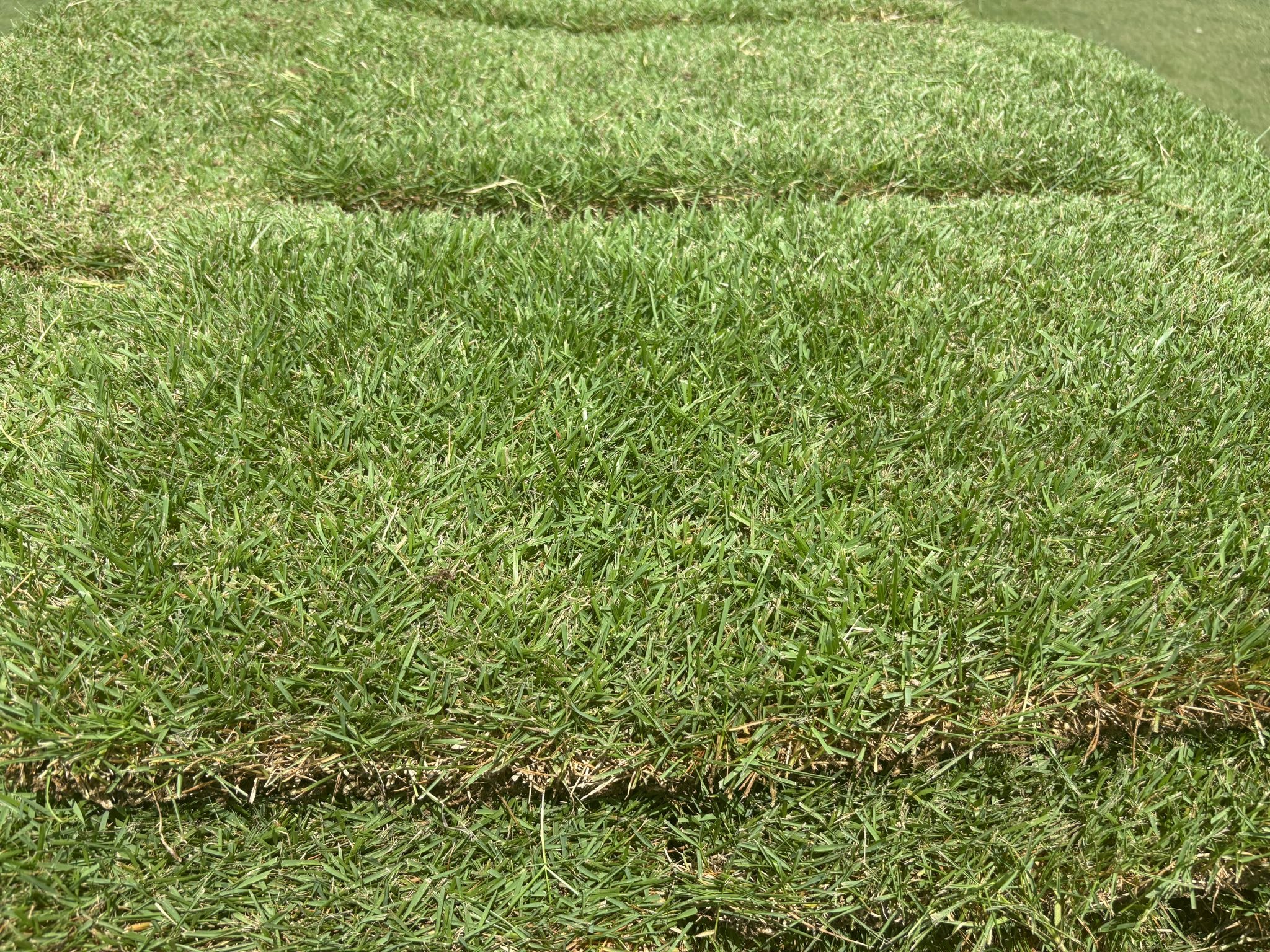 The Grass Company
