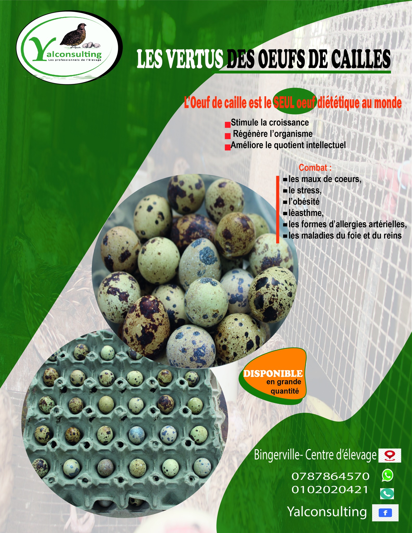 Oeuf Caille Fécondé à Vente En Ligne
