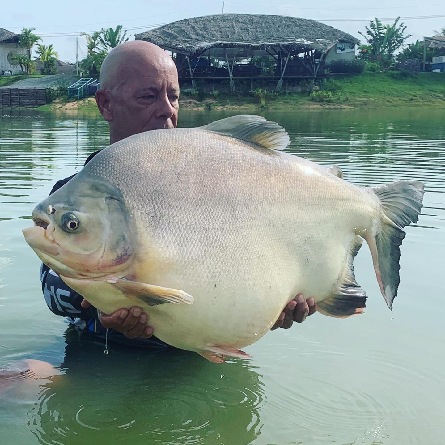 What a lump. Monster #pacu... - Hookers Fishing Lake Pattaya