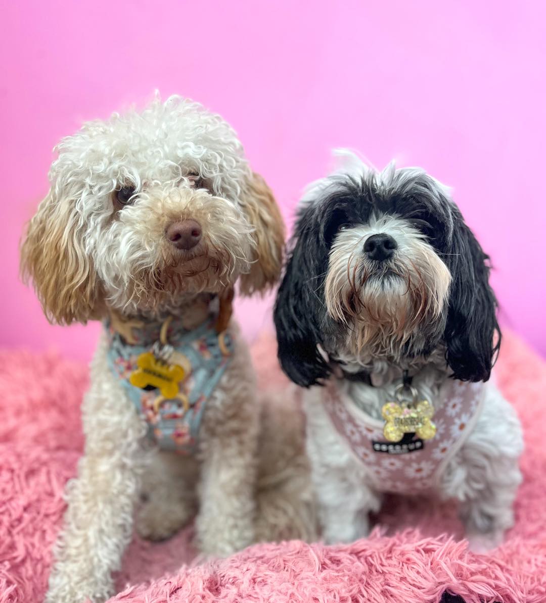 The Pooches - Today we welcome 2 little cuties to The Pooches Playhouse ...