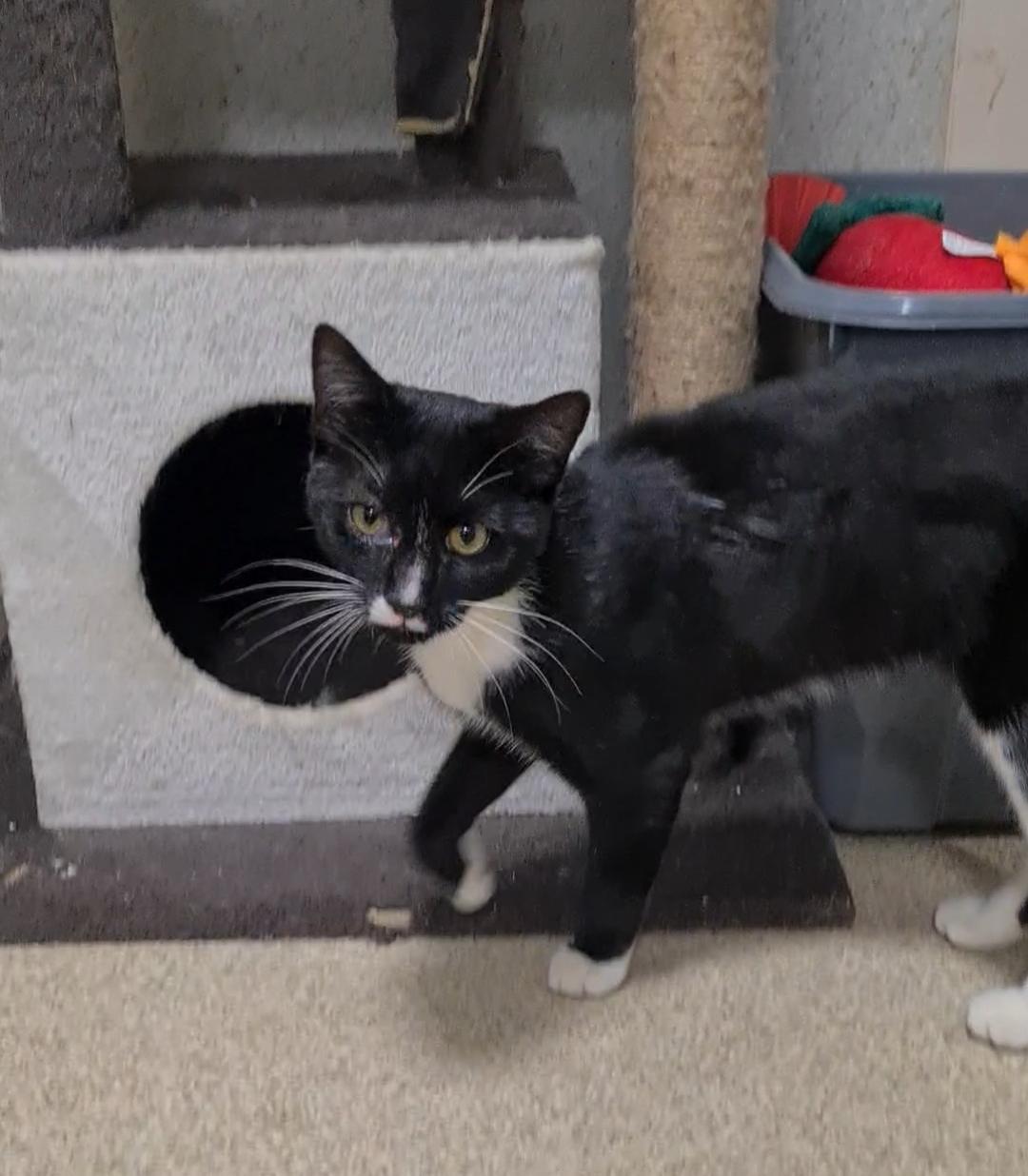 FOUND IMP 288 Nicknamed... - Port Macquarie Animal Shelter | Facebook