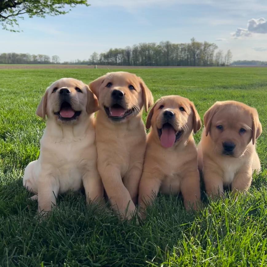 Cinnabar Fox Red English Labradors | Versailles OH