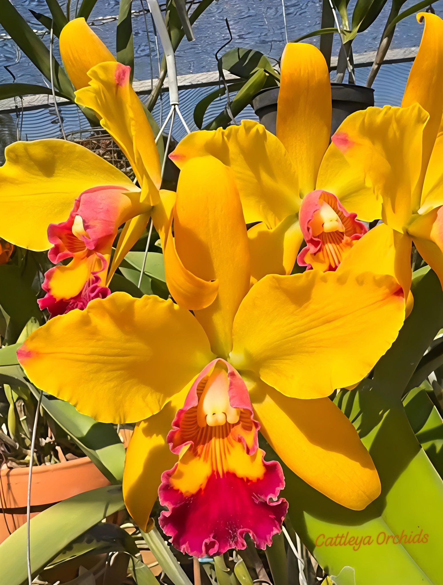 Cattleya Kauai Starbright x Netrasiri Starbright
