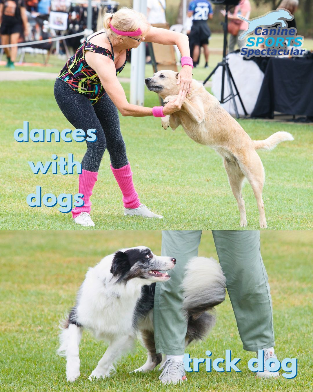 DOGS NSW - Dances with Dogs & Trick Dog: where talent... | Facebook