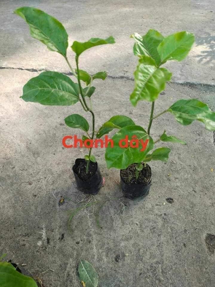 Rau hoa tự trồng - Vật tư nông nghiệp | Cây giống chanh dây | Facebook