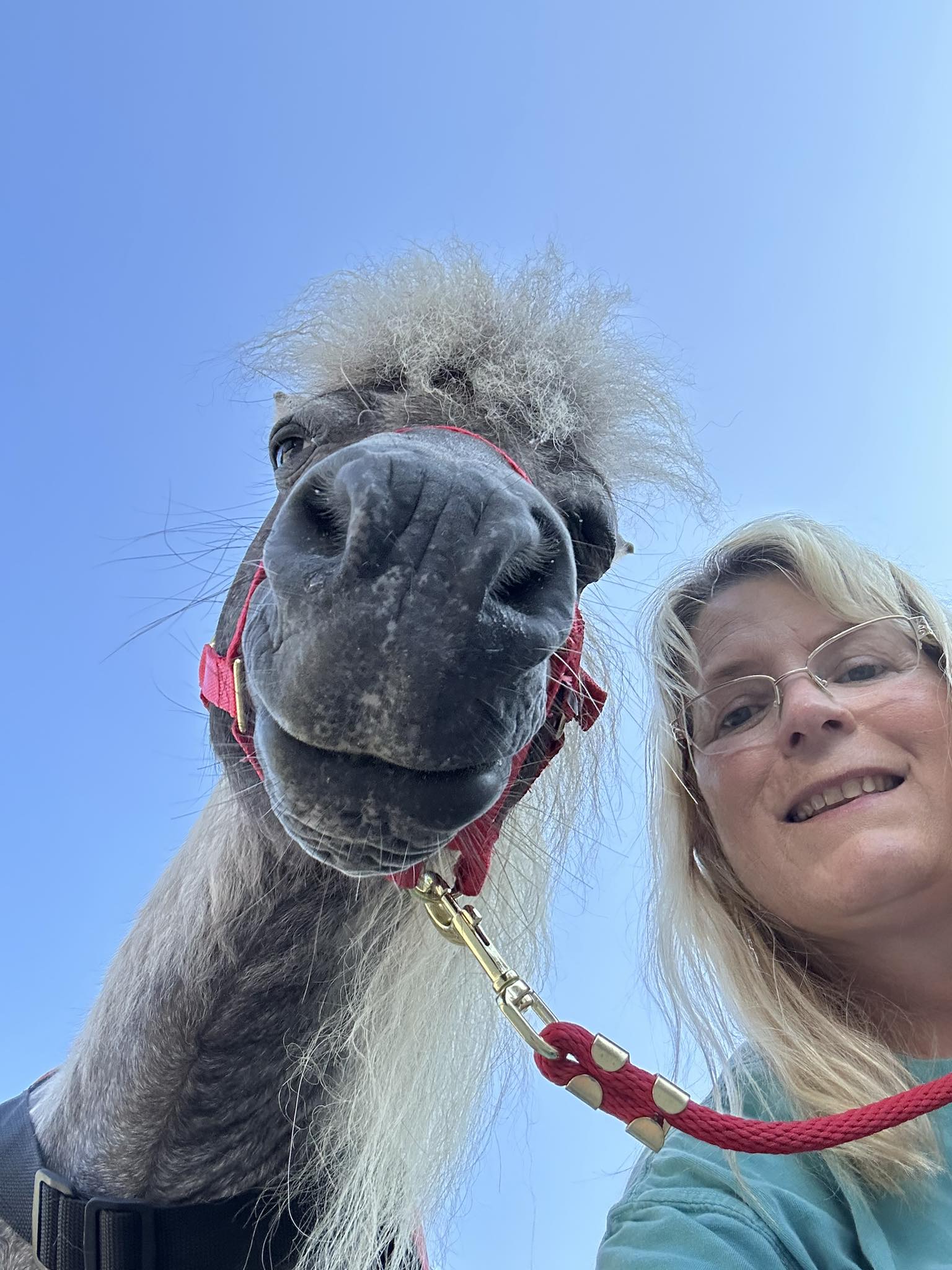 Little King Ranch Miniature Therapy Horses