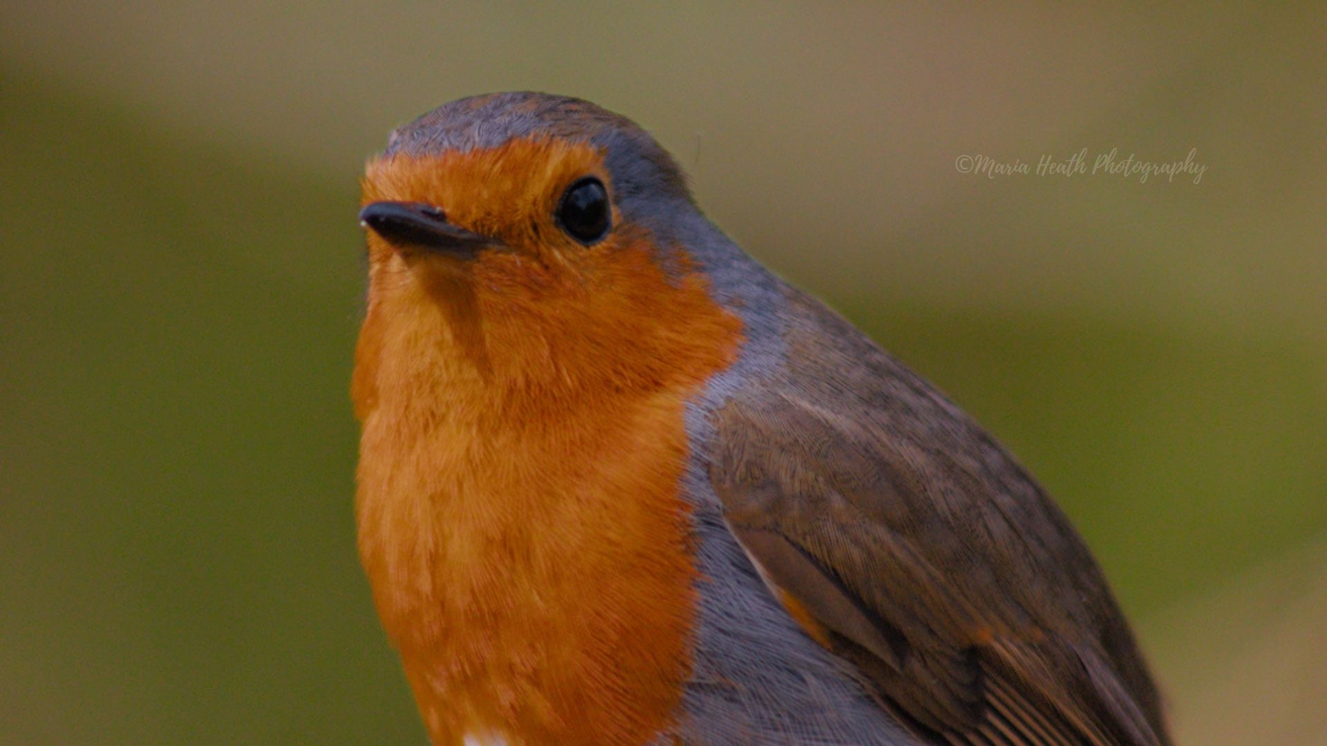 Evening everyone, hope you are all. Here are 3 photos of a beautiful ...