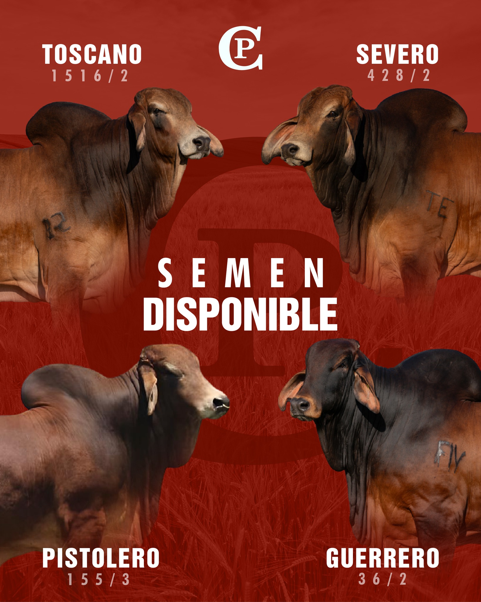 Huastecas - 🇲🇽 Huastecas Ranch presenta sementales poderosos, probados ...