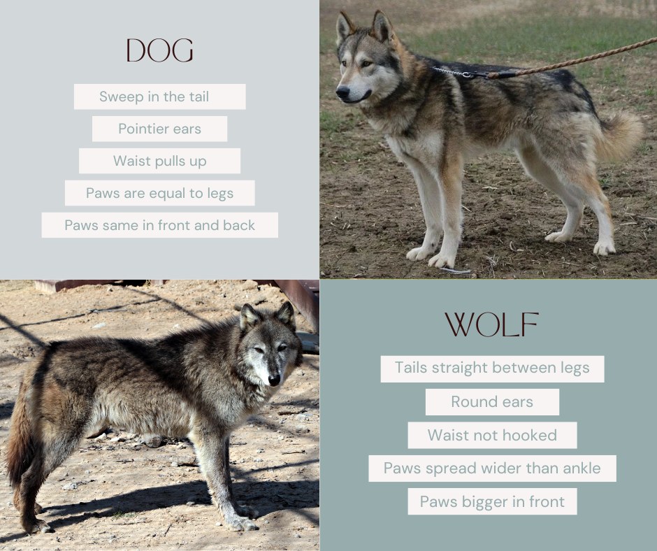 Saint - Have you ever heard of a phenotype? A phenotype helps us ...