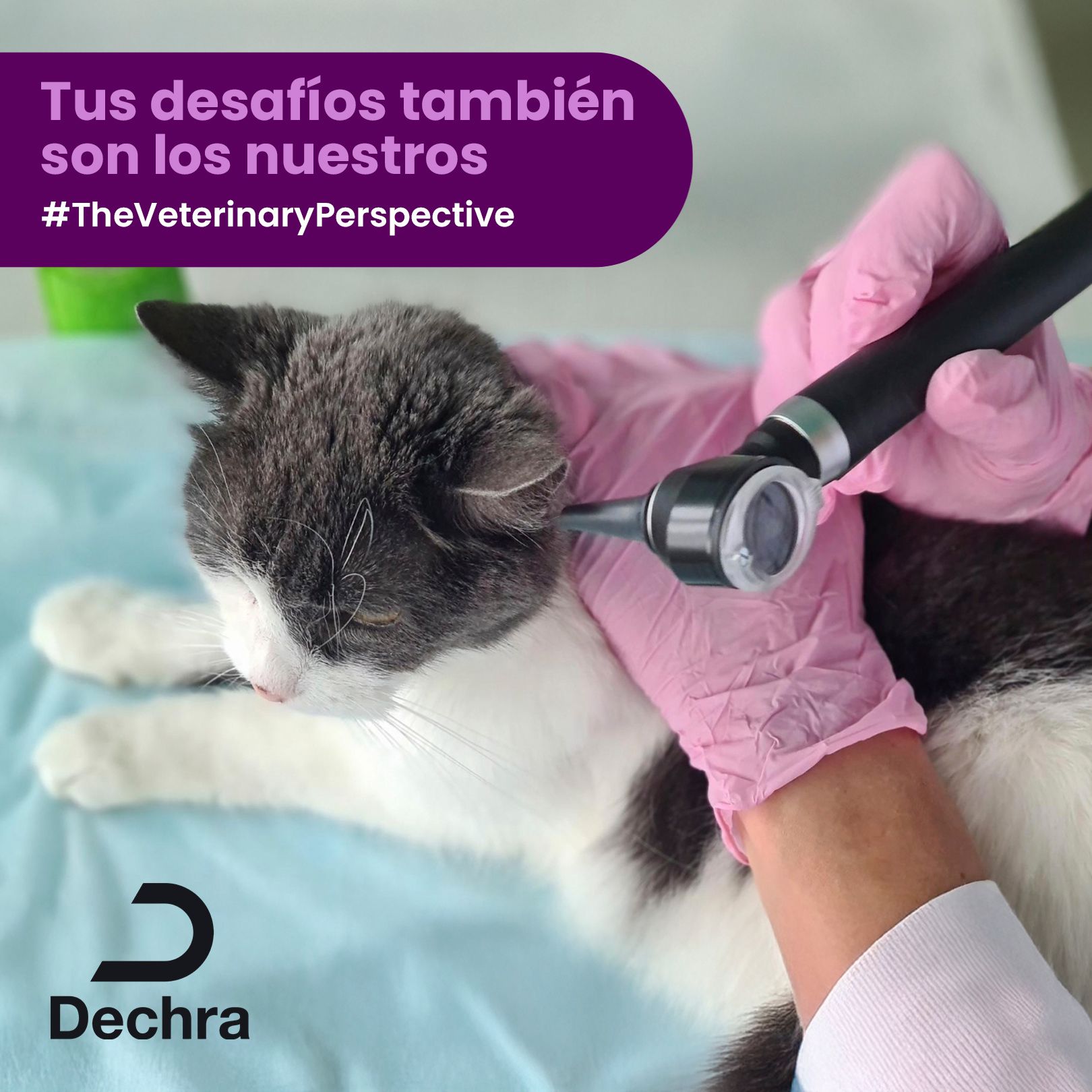 Dechra - Los signos clínicos de la Enfermedad de Addison en perros ...