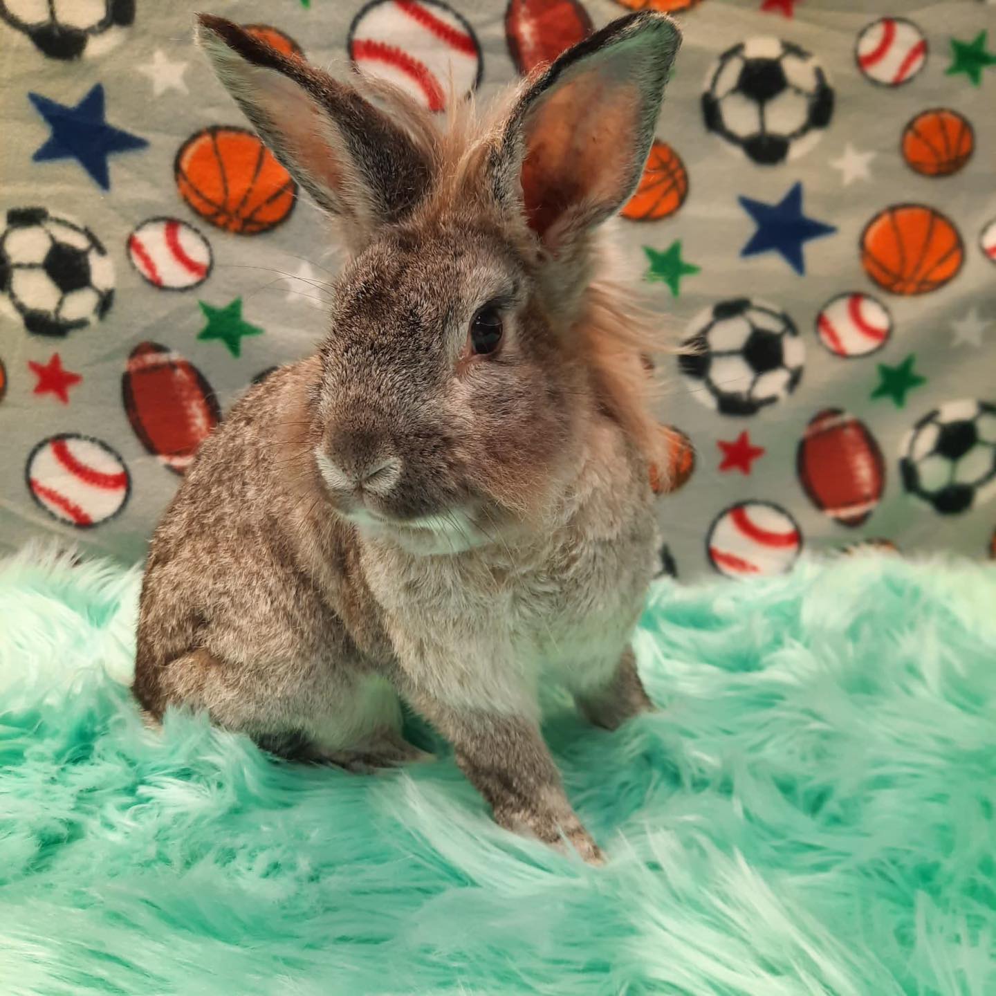 🌟 Meet Biscuit! 🌟 This... - Bunny Bunch Rabbit Rescue | Facebook