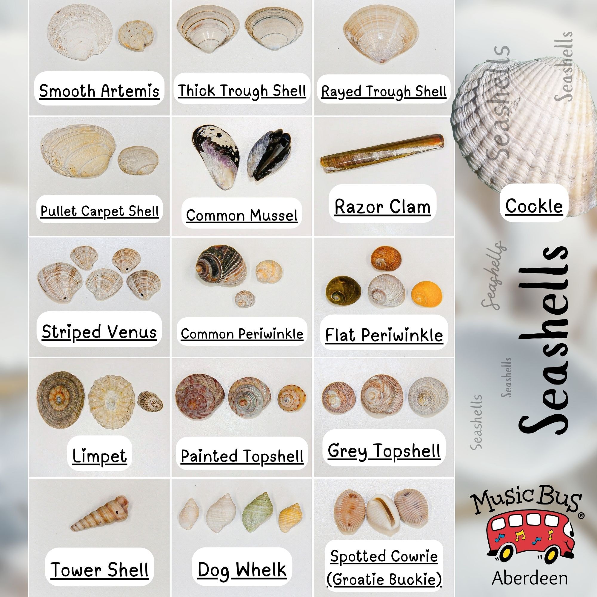 Music - 🐚 On the Seashore 🐚 One of our favourite things to do at the ...