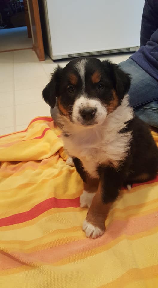 Old Time Farm Dog English Shepherds | Hudsonville MI