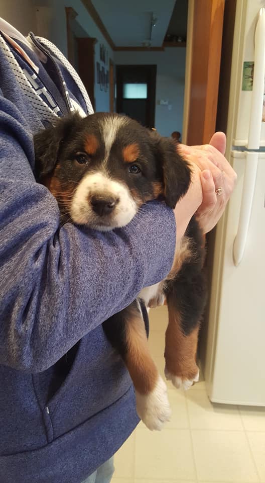 Old Time Farm Dog English Shepherds | Hudsonville MI