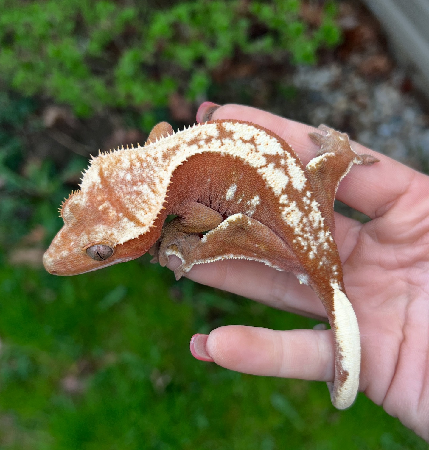 Aspiro Geckos