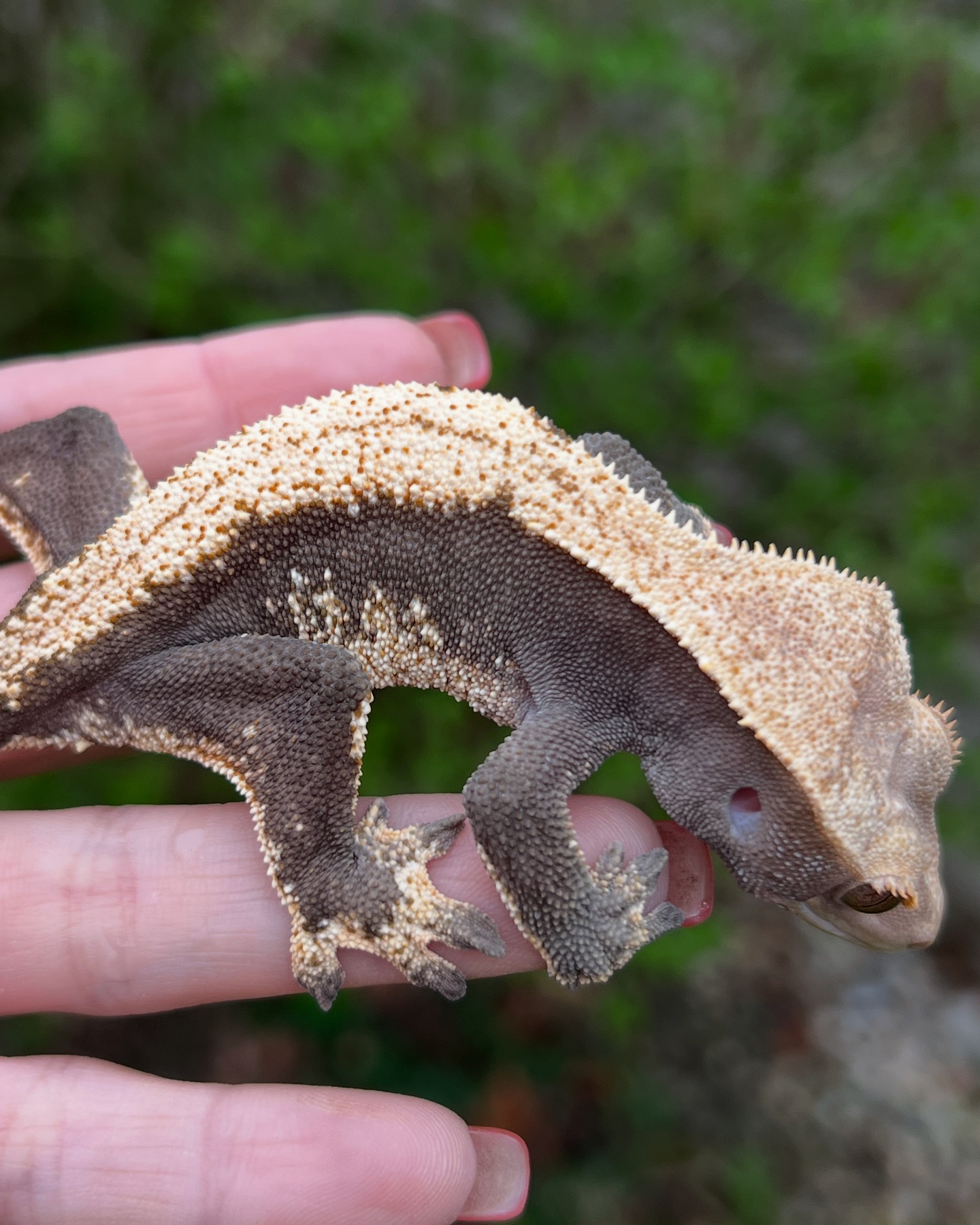 Aspiro Geckos