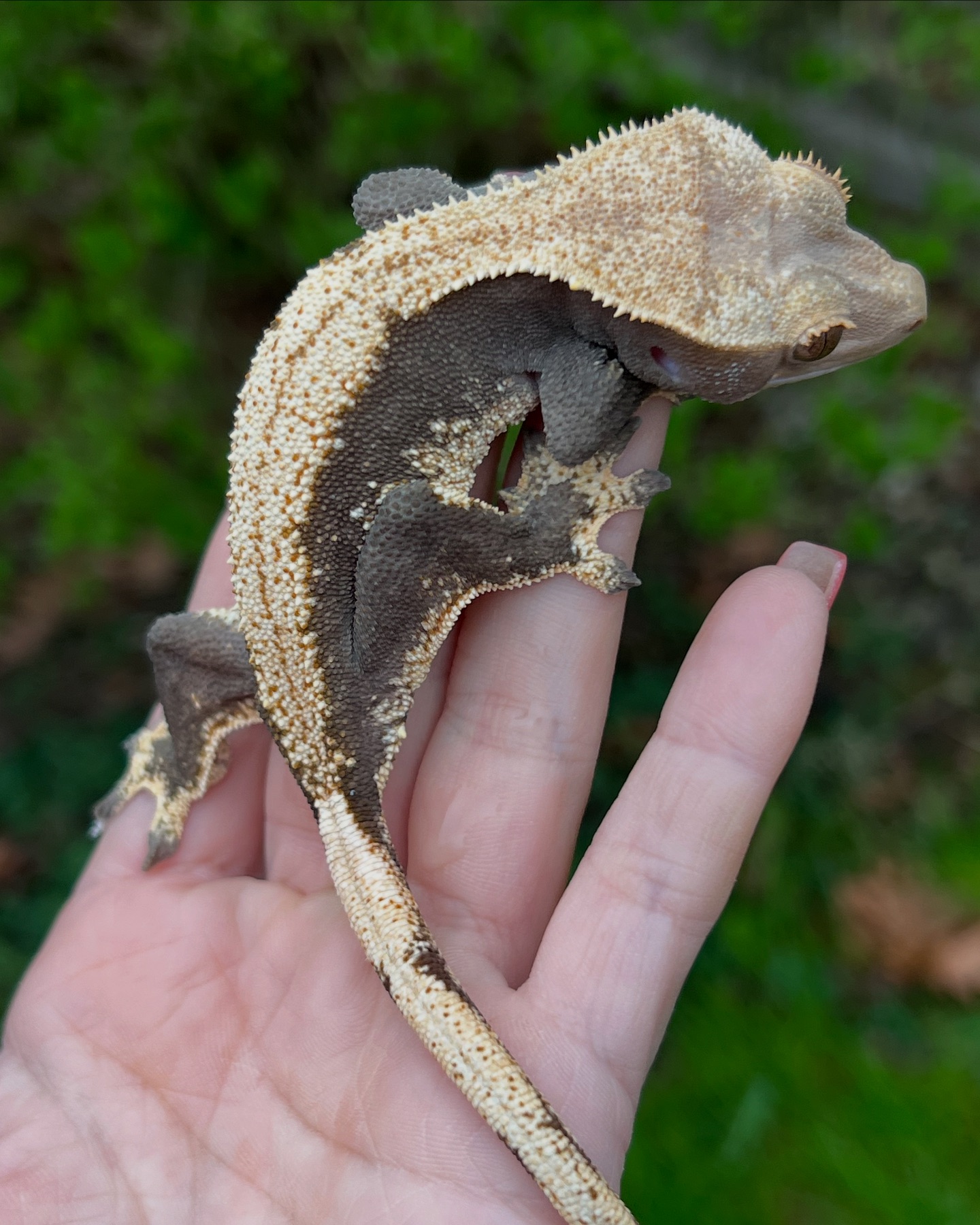 Aspiro Geckos