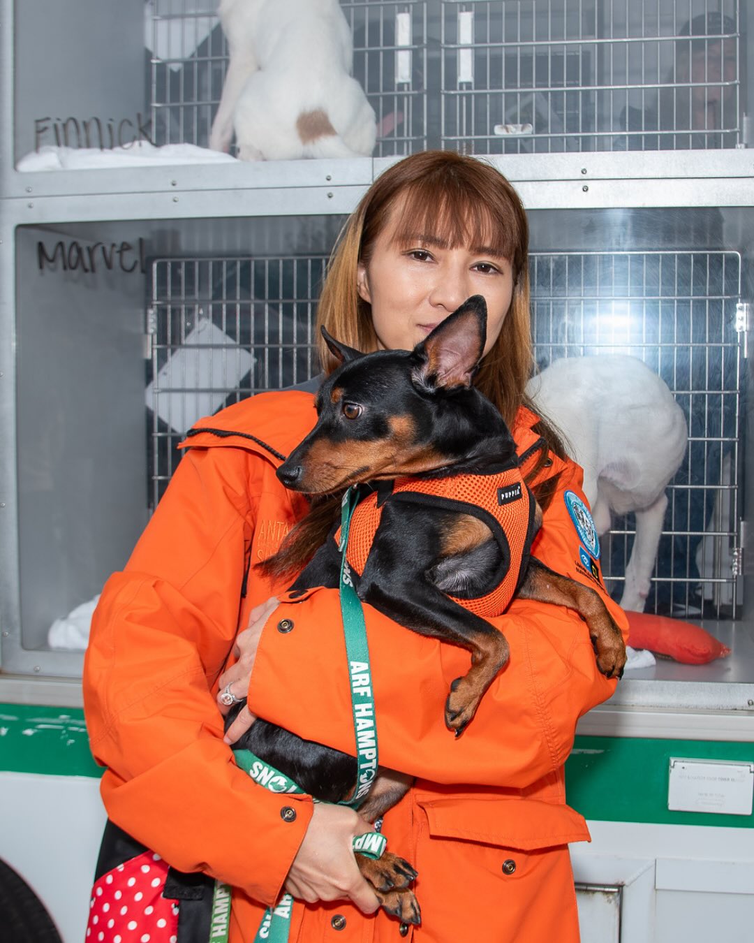 Animal Rescue... - Animal Rescue Fund of the Hamptons, Inc.