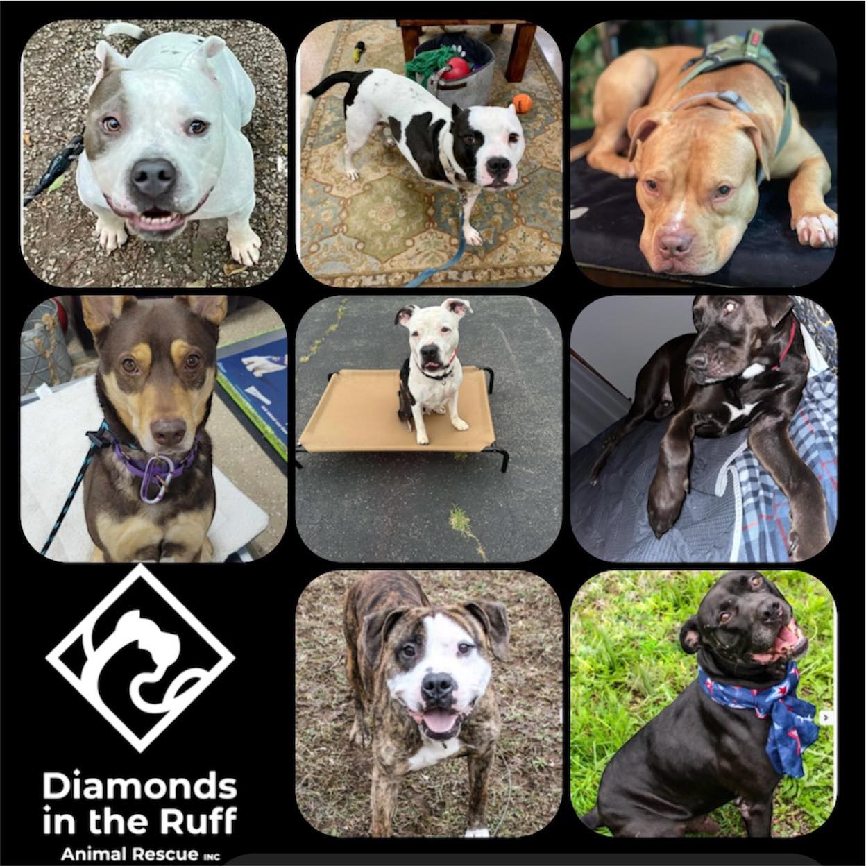 Diamonds - 🏡 FOSTERS NEEDED – BE THEIR SAFE PLACE 🐾 These sweet pups ...