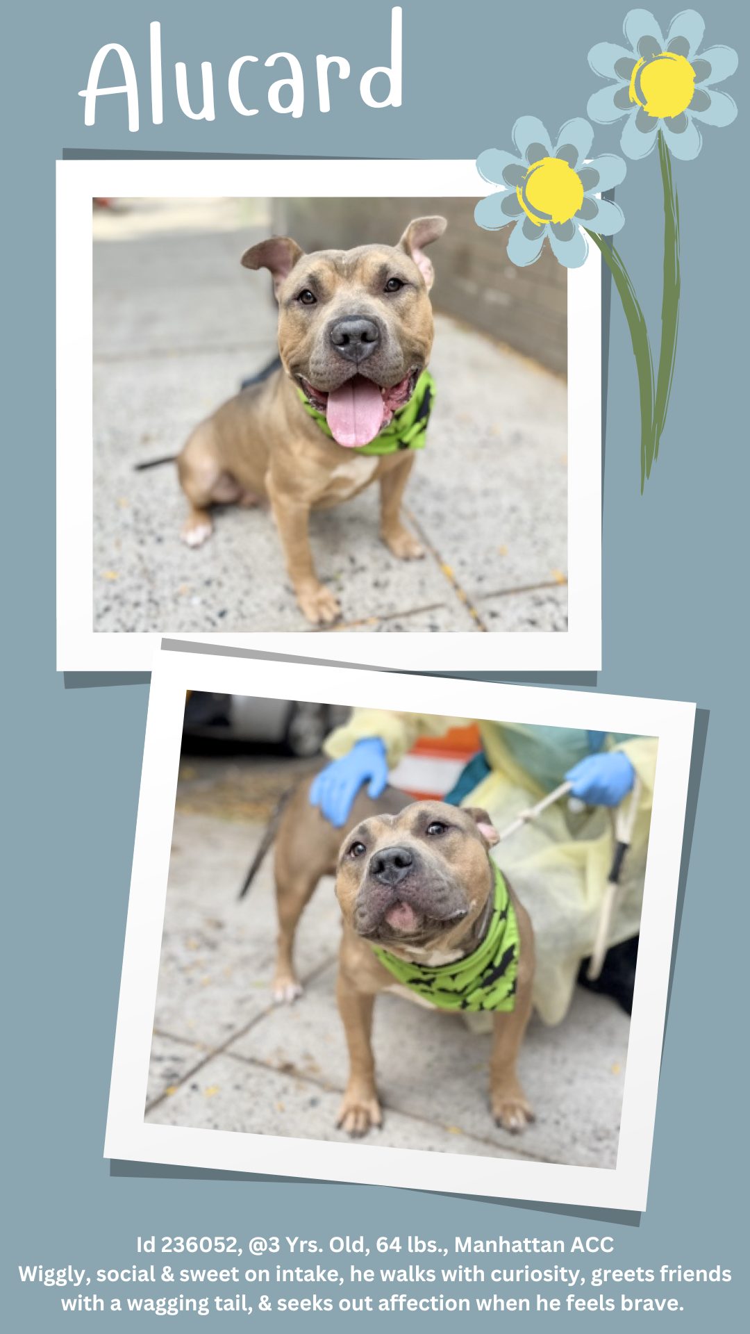 Dogs - THIS GOOD BOY IS GONE BUT NOT FORGOTTEN 😢 *** He's a total mush ...