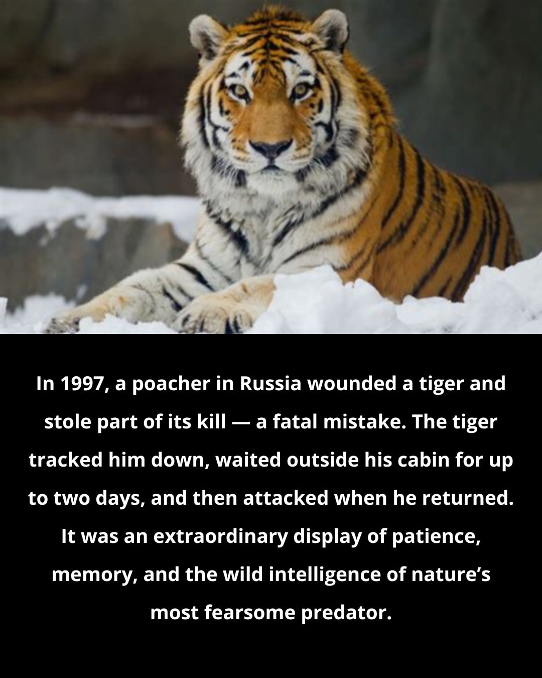 F'd Up Facts - In 1997, a poacher in Russia wounded a... | Facebook