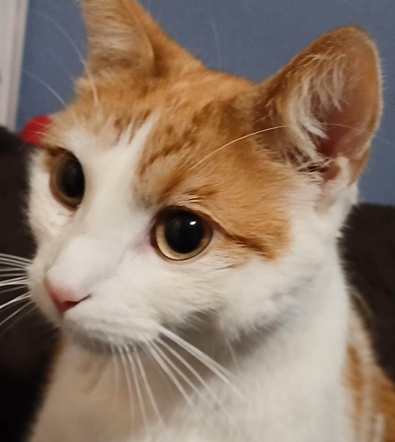 Filey Cat Rescue