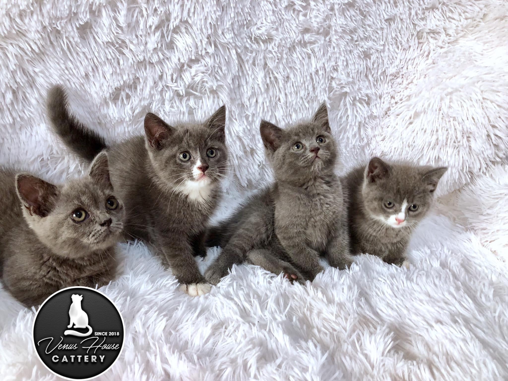 Venus House Cattery - Trại Mèo Sài Gòn, Vũng Tàu | Ho Chi Minh City