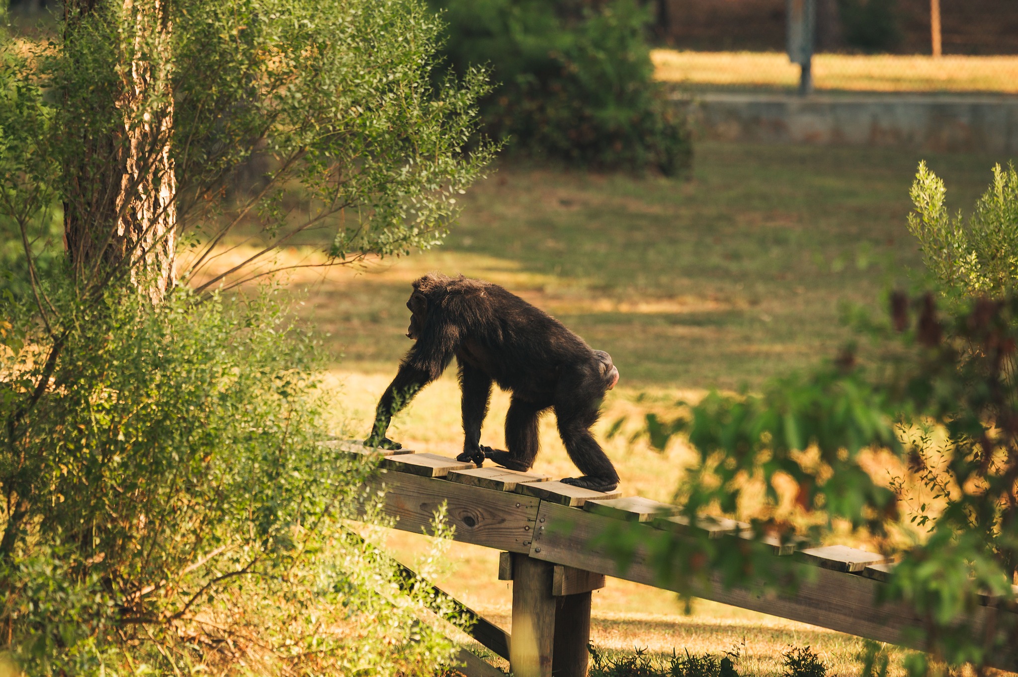 Chimp - Although Chimp Haven isn't open daily to the public, A few ...