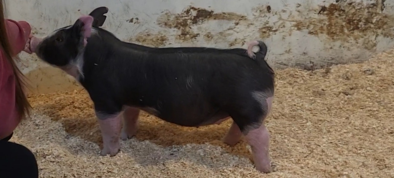Boyd's Elite Show Pigs | Winchester IN