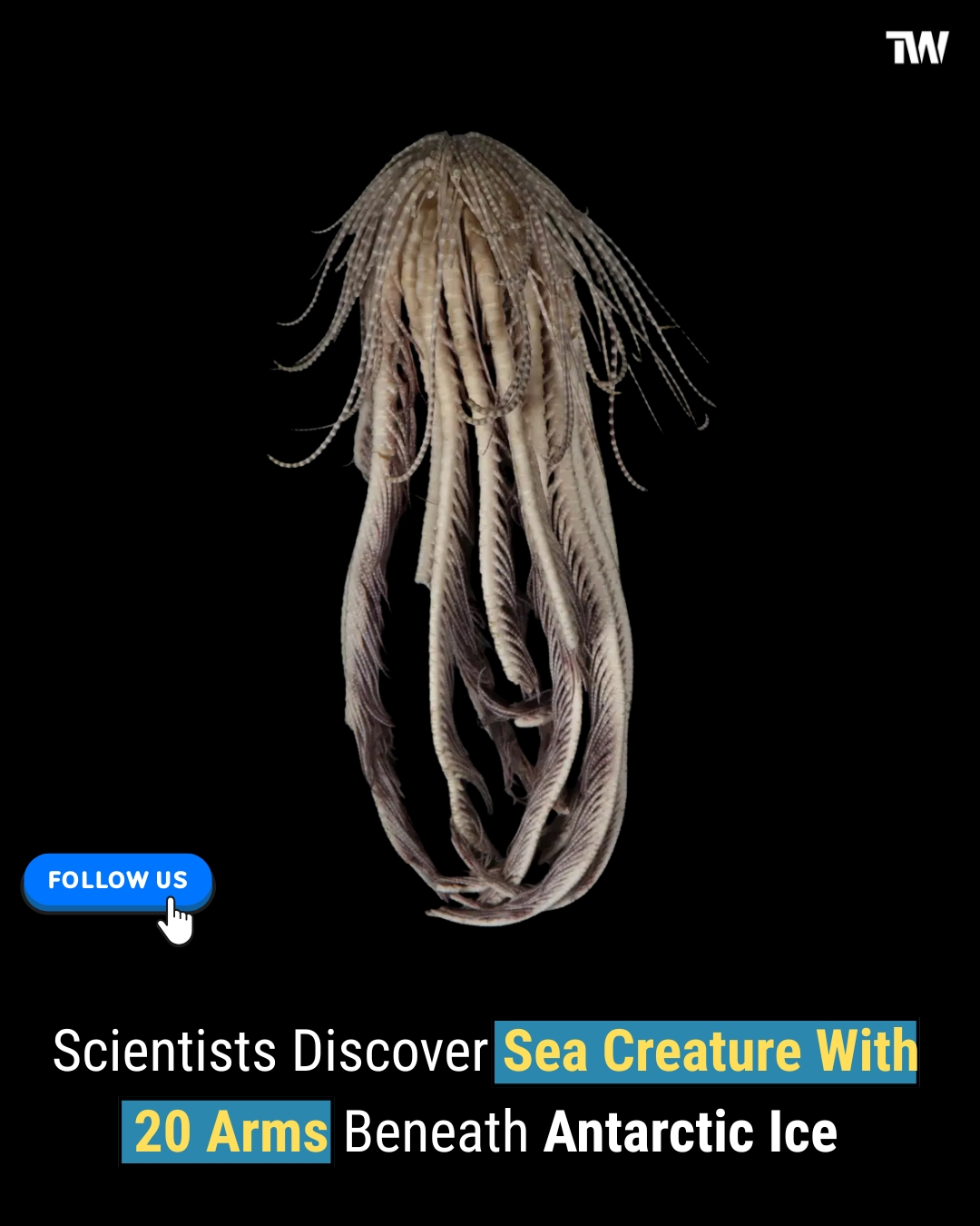 Techworm - 🍓 Scientists Discover “Strawberry” Sea Creature With 20 Arms ...