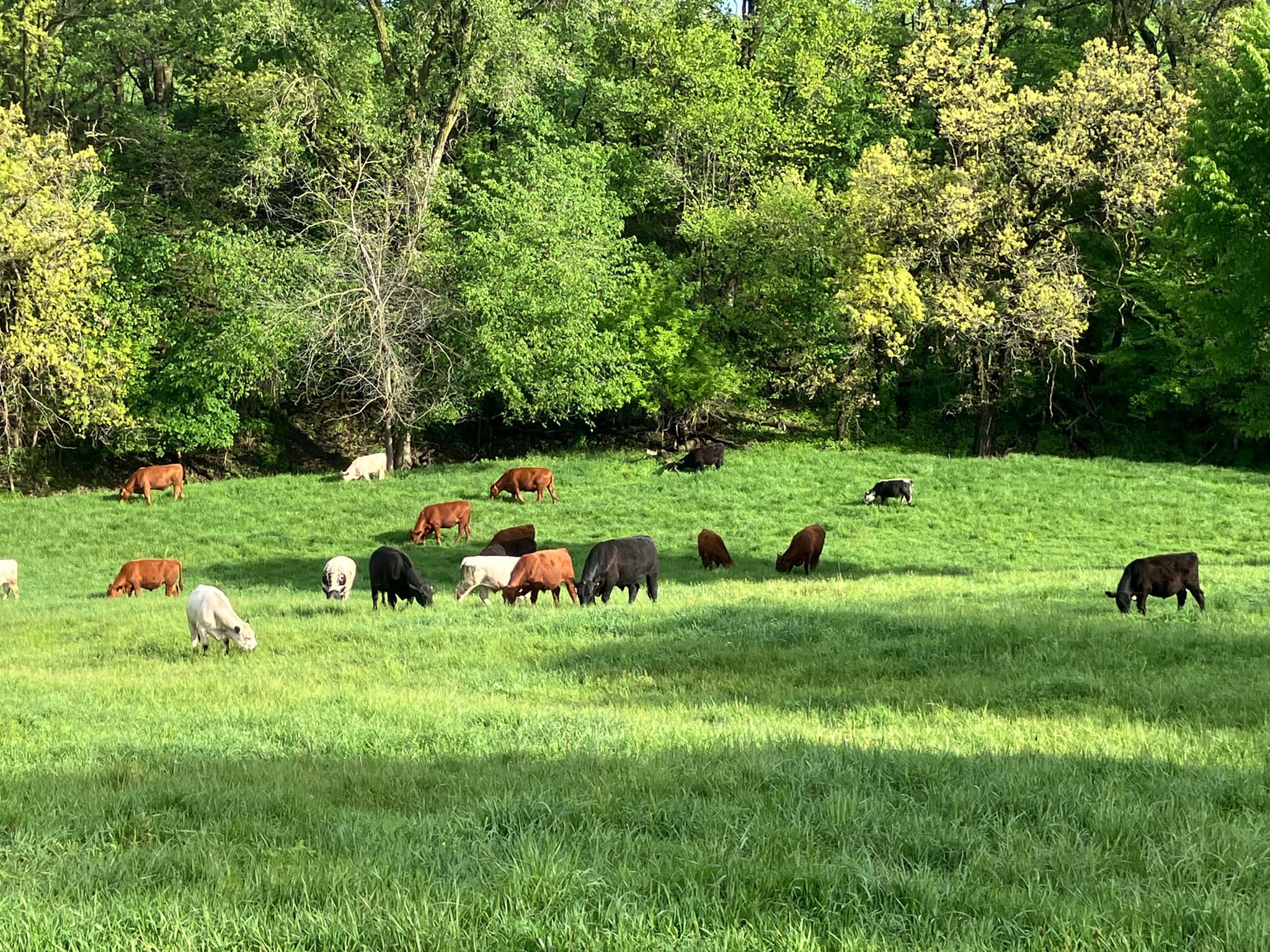 Pine Ridge Ranch 100% Grass fed and Grass Finished Beef | Chatfield MN