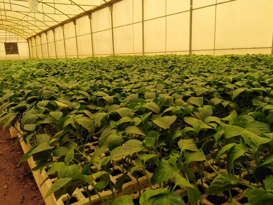 شركة الهدهد الزراعية Al Hudhoud Agricultural Posts Facebook