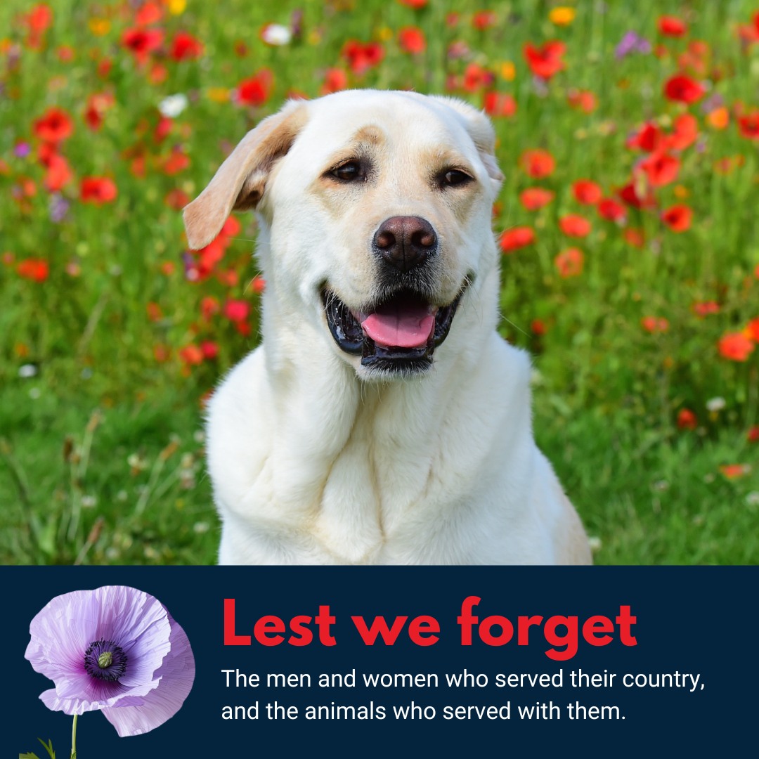 This Remembrance Day, we pause... - Animal Emergency Service | Facebook