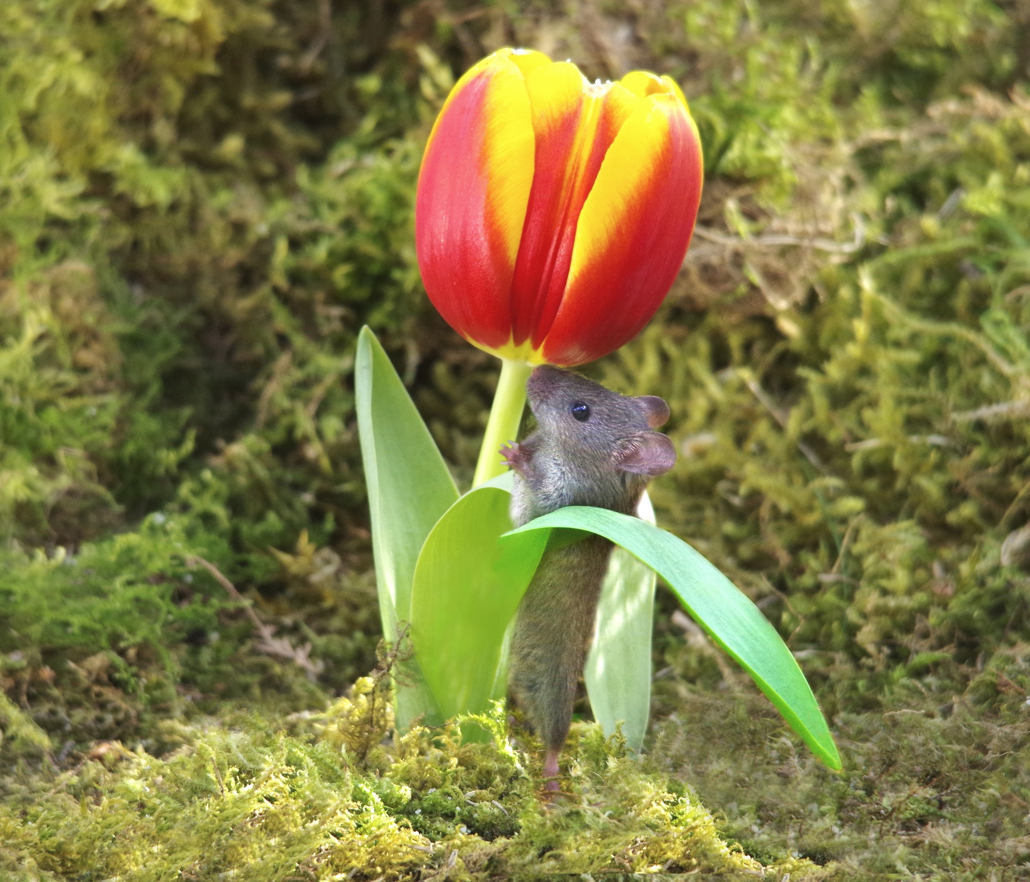 awwwww little mouse... - George the Mouse in a log pile house | Facebook