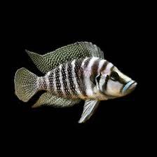 City - Great news — another shipment has landed at City Barn Fish, just ...