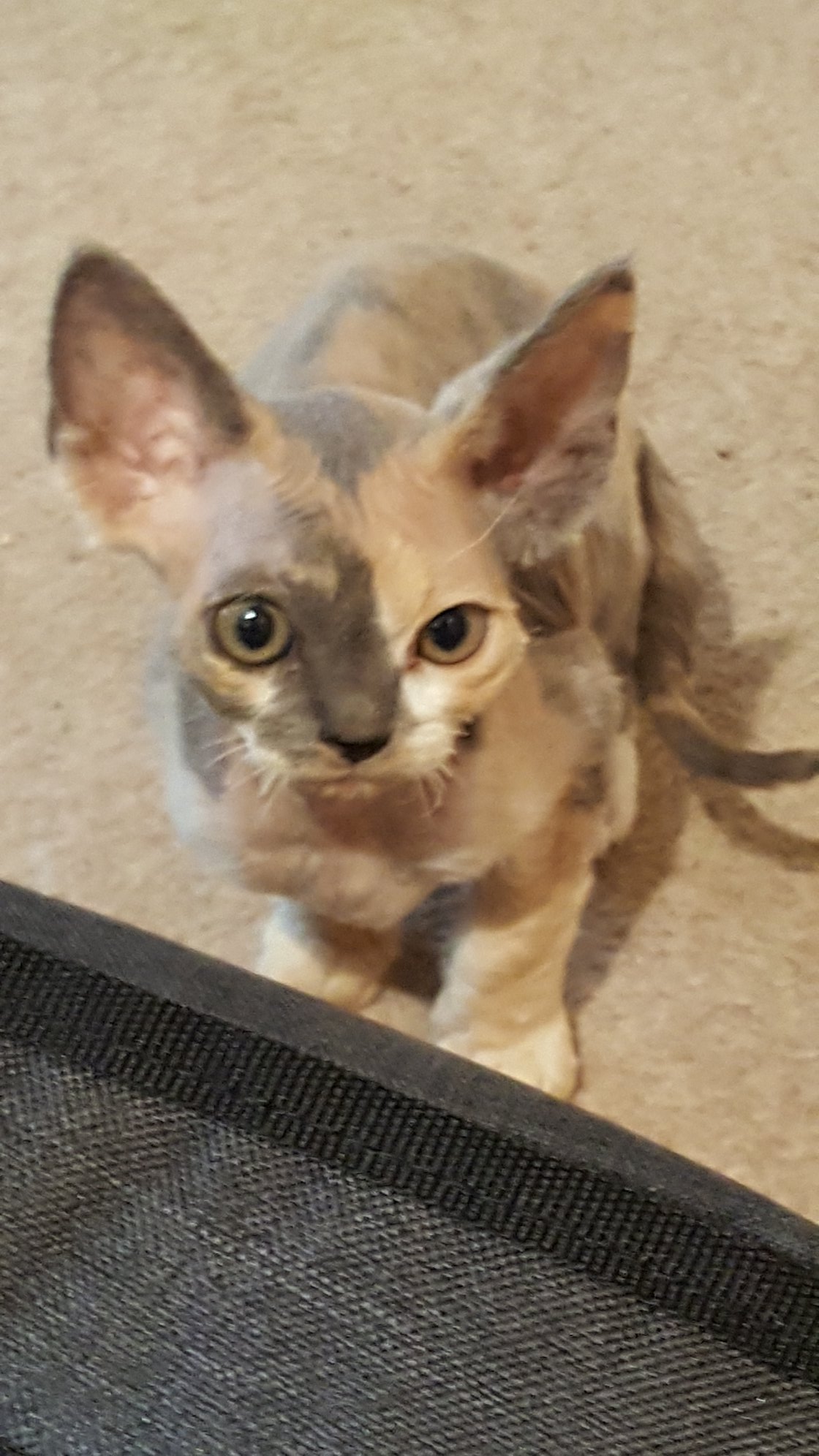 Rexellent Devon Rex Cattery
