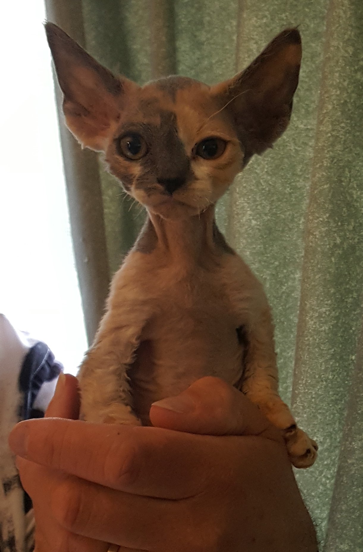Rexellent Devon Rex Cattery