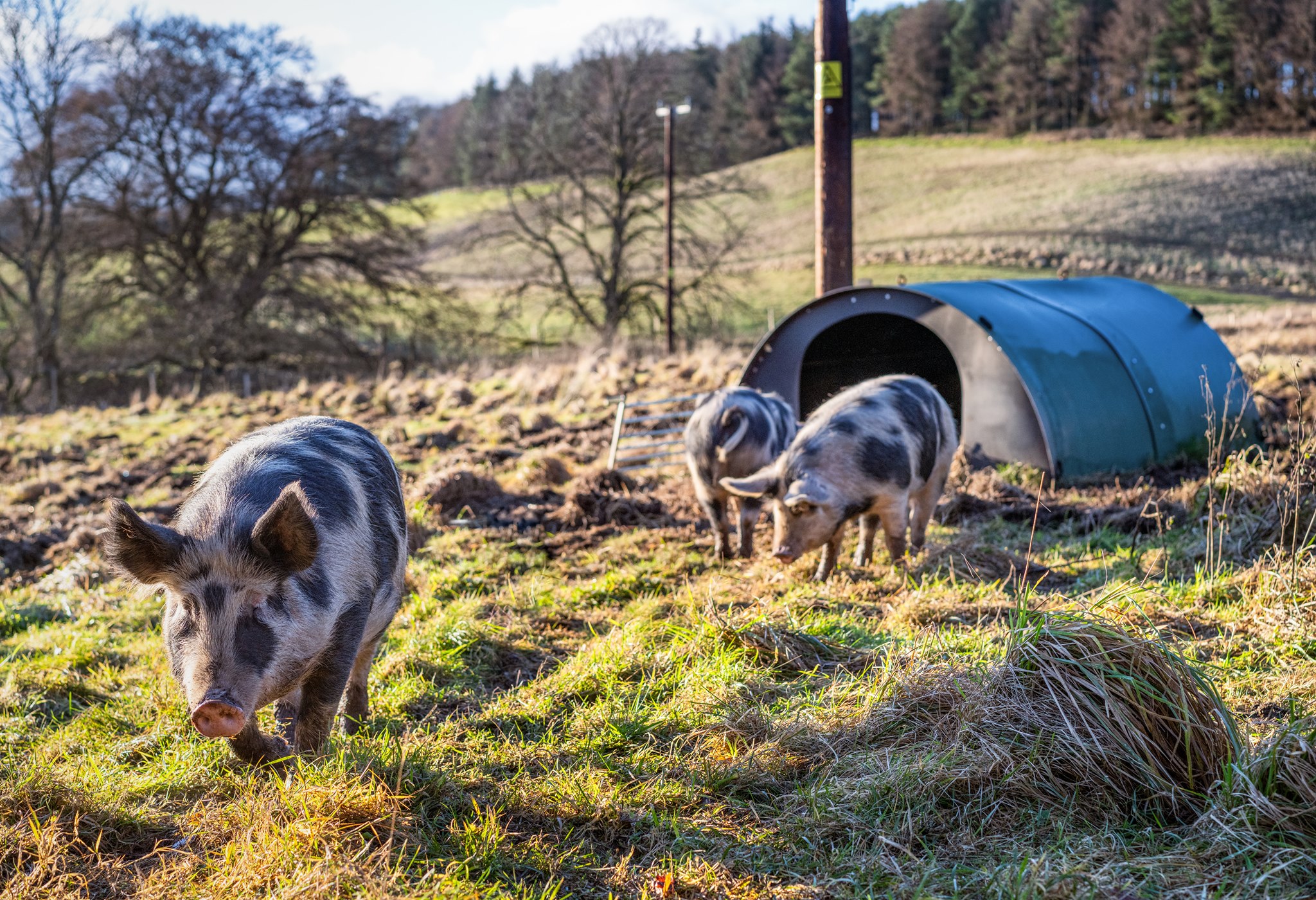 Feeding Pigs in Winter During the... - Smallholder Range