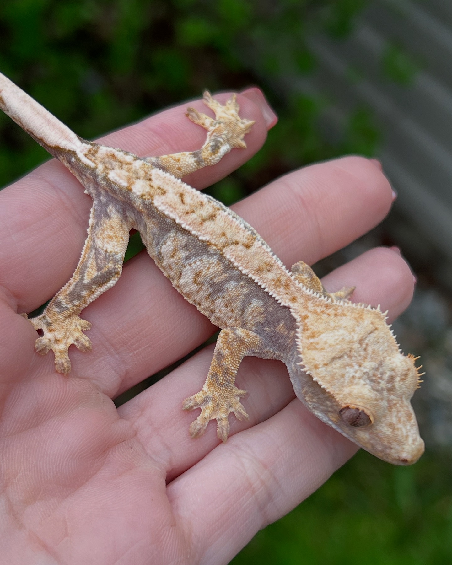 Aspiro Geckos