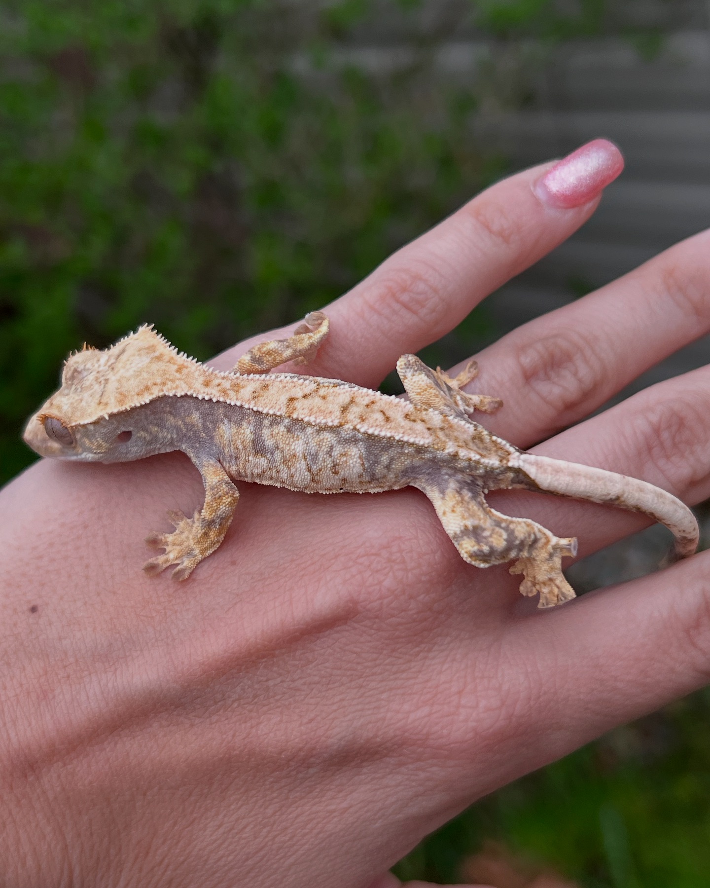 Aspiro Geckos