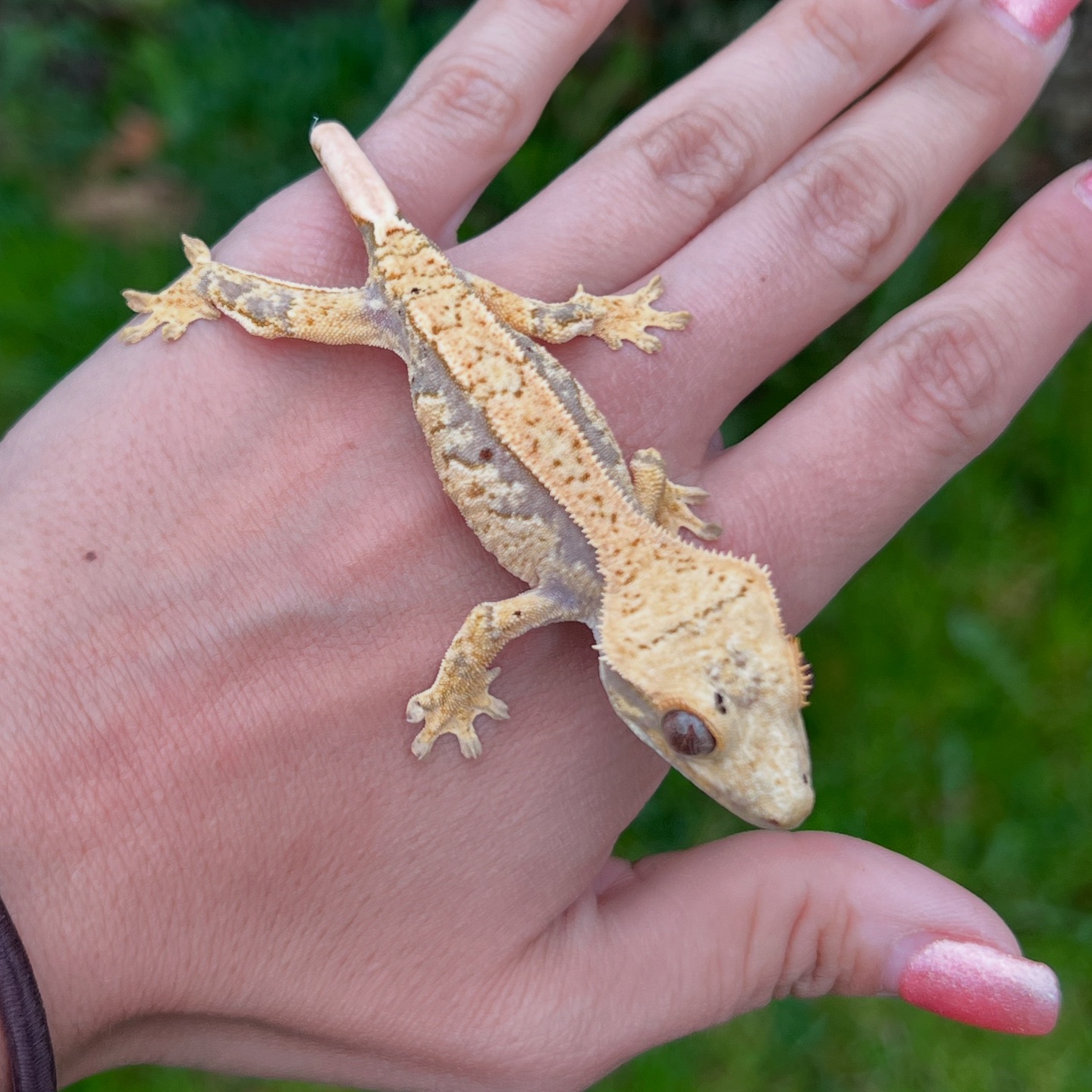 Aspiro Geckos