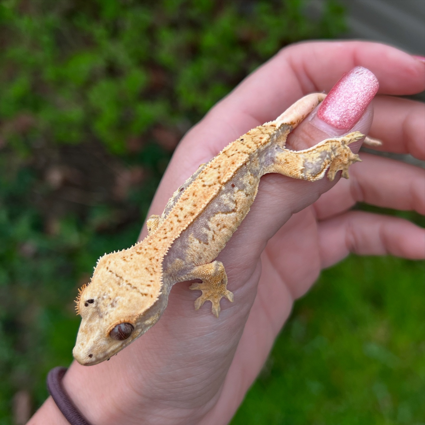 Aspiro Geckos