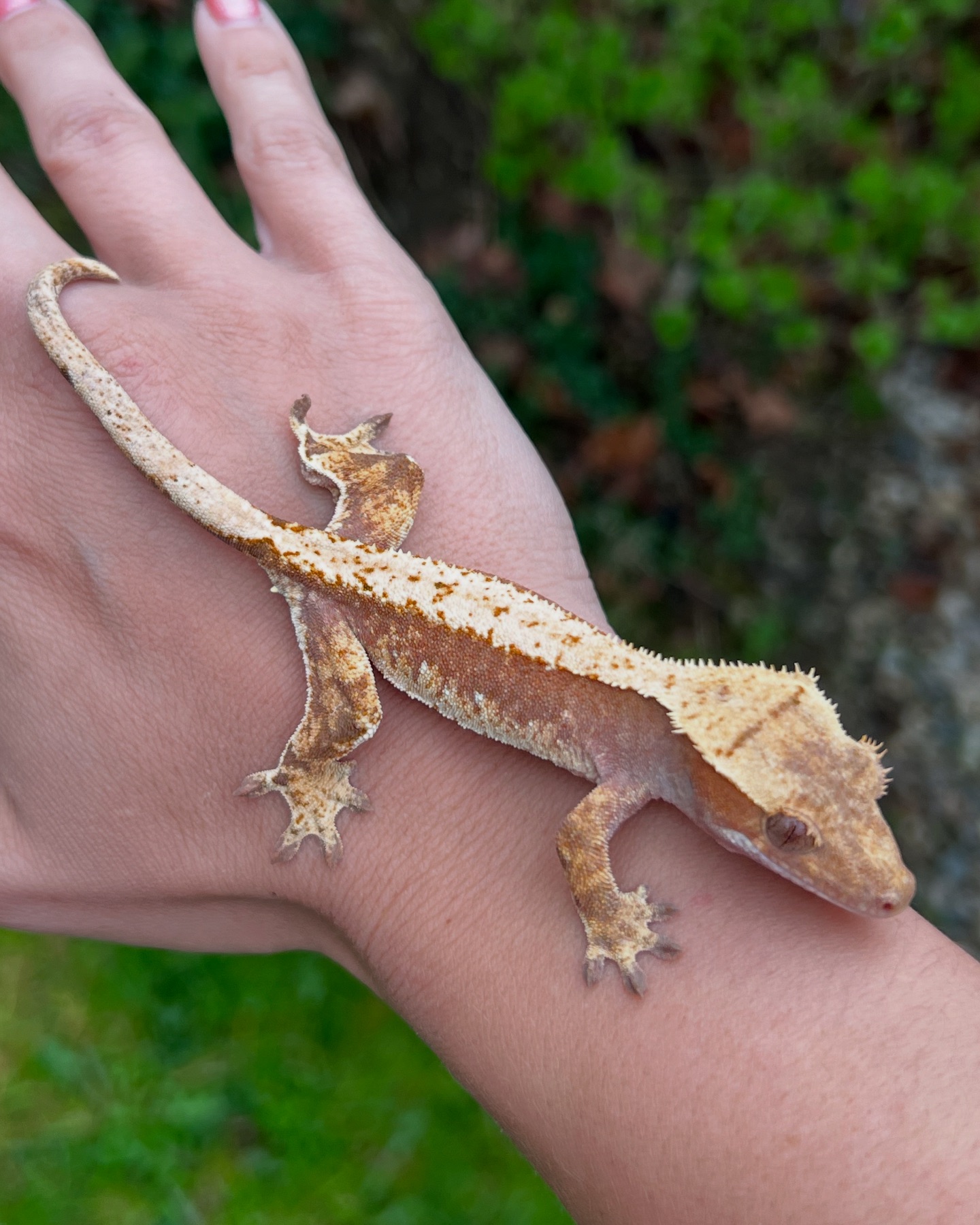 Aspiro Geckos