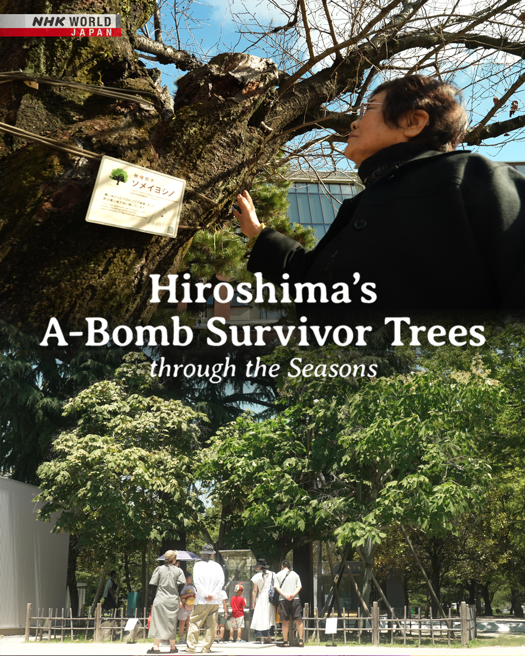 NHK - Did you know there are 159 trees that survived the 1945 A-bomb in ...