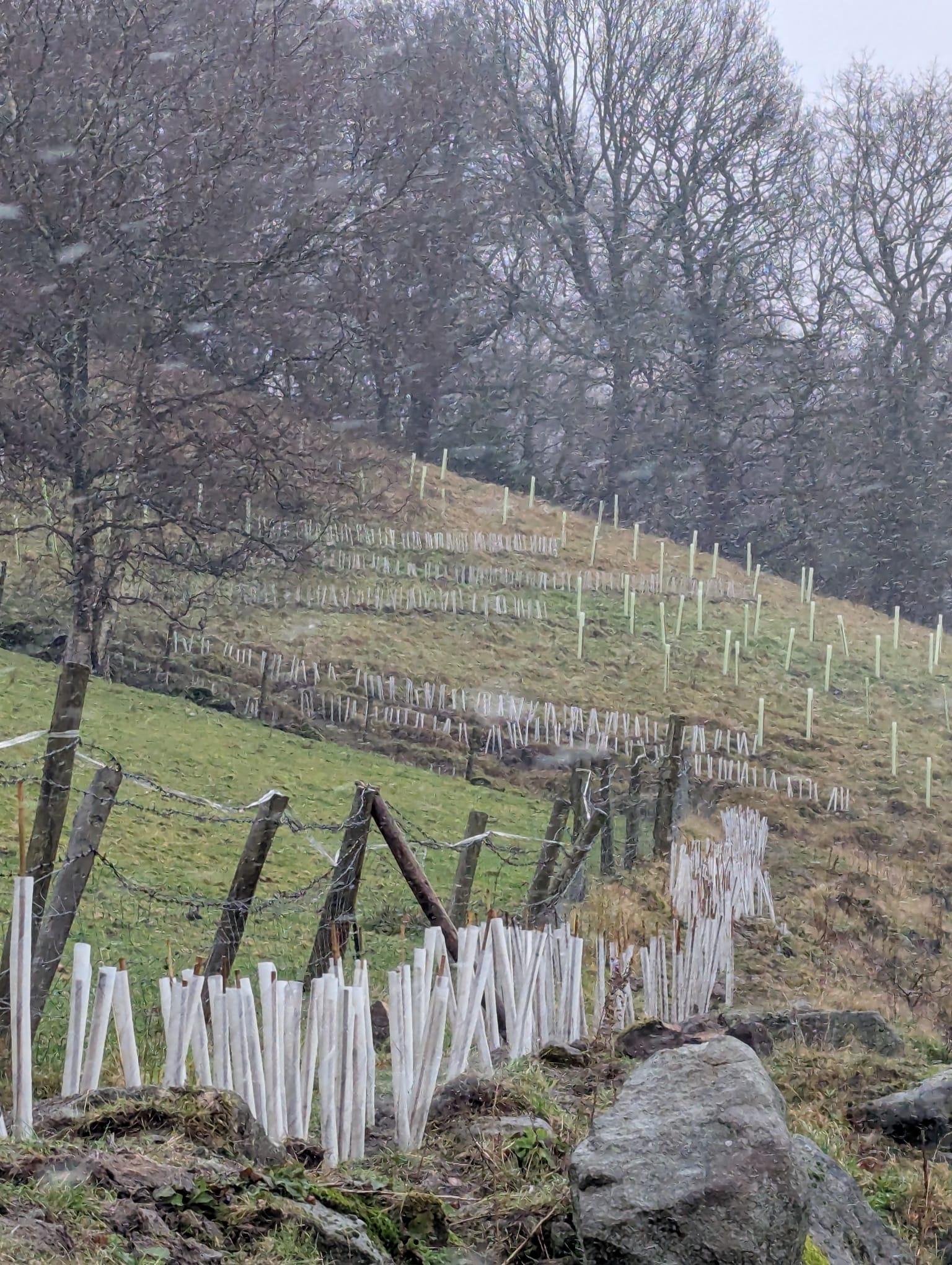 Forus Tree | Hebden Bridge